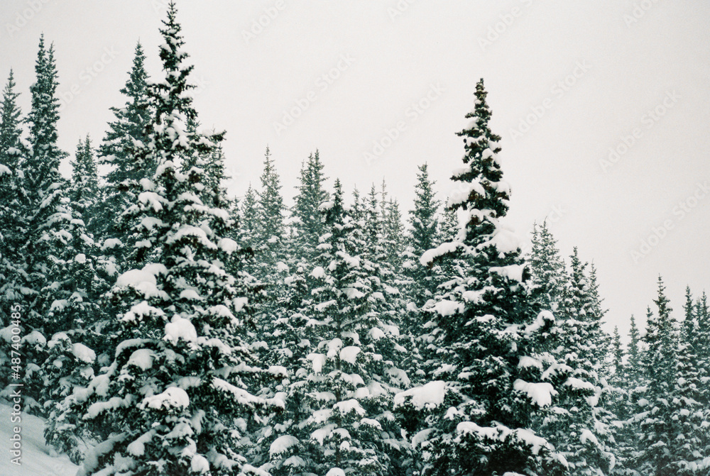 Fototapeta premium Snow Covered Pine Forest in Colorado