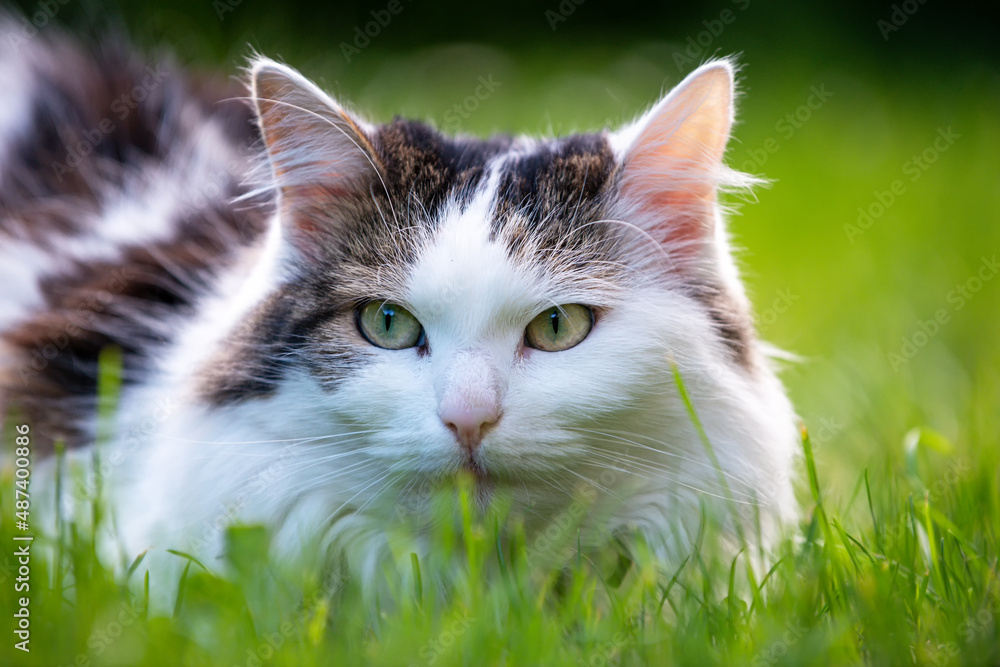 a beautiful cat lurking in grass