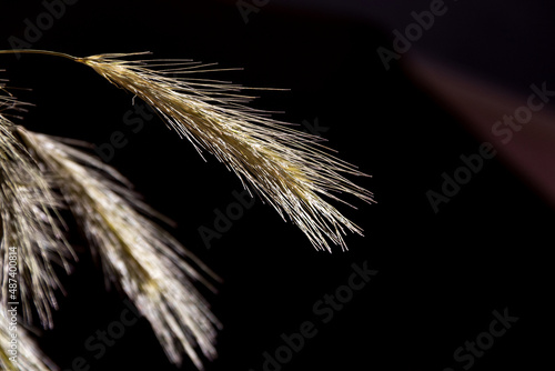 Spikelets of wheat in rays of light on a black background
