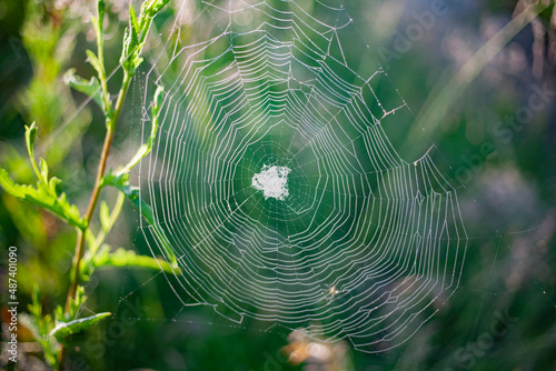 Cobweb on the grass. Spider web at dawn.
