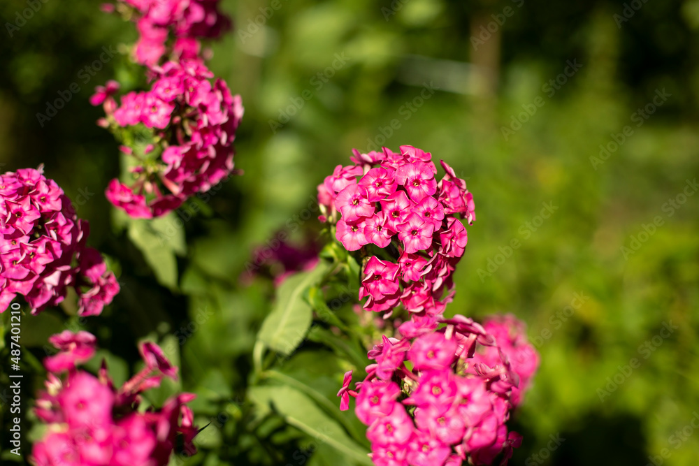 Pink flowers in the garden. Plants in summer. Pink flowers in the garden. Plants in summer.