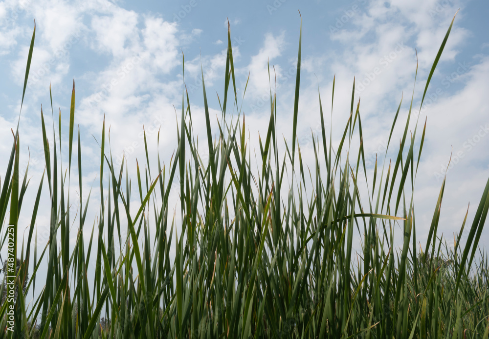 Tall green grass against sky and clouds background