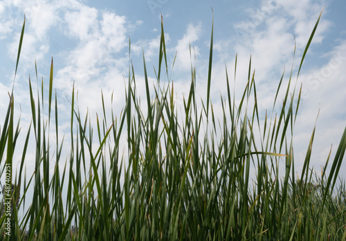 Tall green grass against sky and clouds background