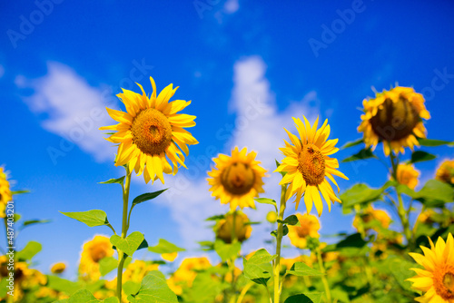 Sunflower seeds. Sunflower field  growing sunflower oil beautiful landscape of yellow flowers of sunflowers against the blue sky  copy space Agriculture