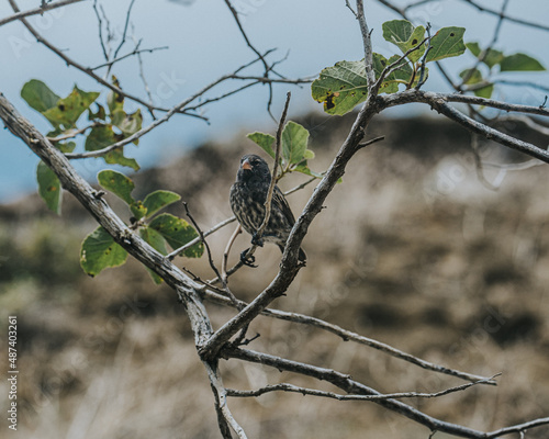 Close-up of a Galapagos Finch perched on a branch in the Galapagos Islands, Ecuador photo