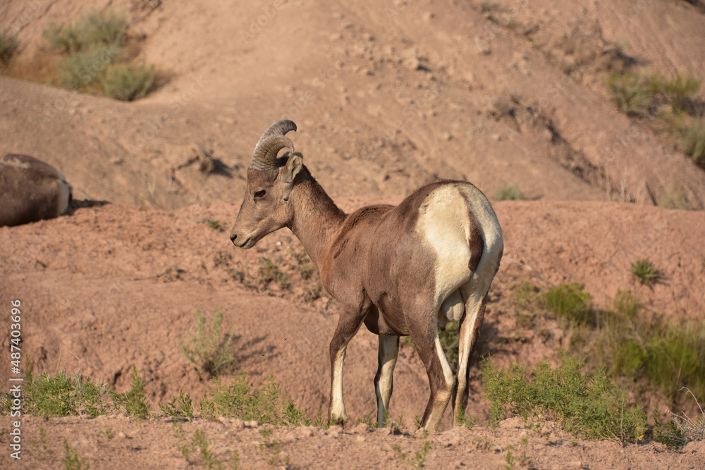 Bighorn Sheep in the Badlands of South Dakota Bighorn Sheep in the Badlands of South Dakota