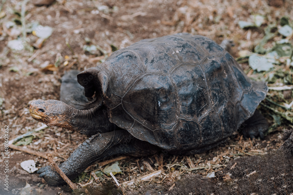 A Galapagos giant tortoise feeding on vegetation in the Galapagos Islands, Ecuador A Galapagos giant tortoise feeding on vegetation in the Galapagos Islands, Ecuador