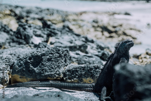 Wallpaper Mural Red Footed booby at Punta Pitt, San Cristobal Torontodigital.ca