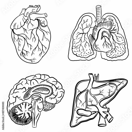 Internal organs of a person with a circulatory system. Heart, brain, lungs, liver. Isolated items on a white background. Linear vector