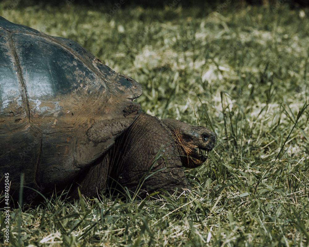 Obraz premium Giant Galapagos Tortoise eating grass - Santa Cruz, Galapagos, Ecuador