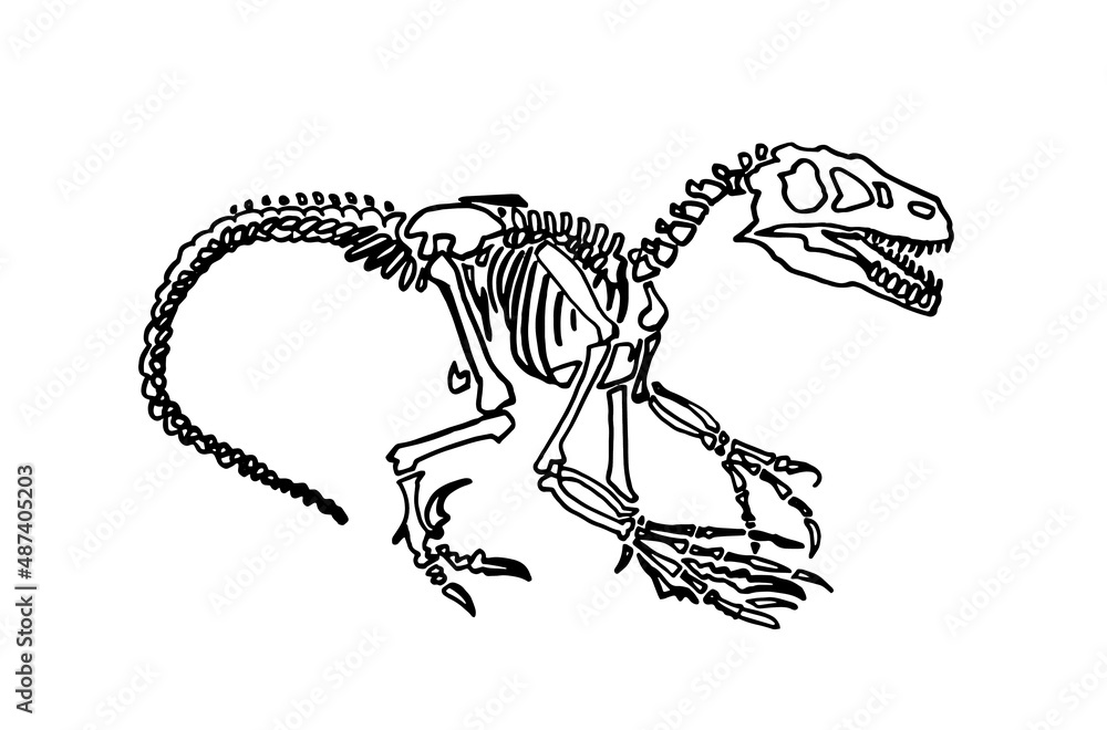 Graphical skeleton raptor isolated on white, vector dinosaur of ...