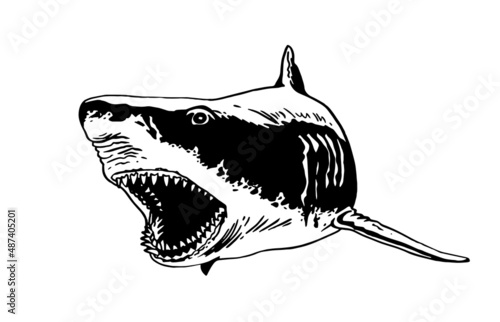 Great white shark with open mouth on white,vector megalodon element, underwater habitant