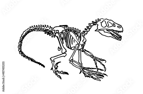 Graphical skeleton raptor isolated on white, vector dinosaur of jurassic period, illustration for educational books,printing and design