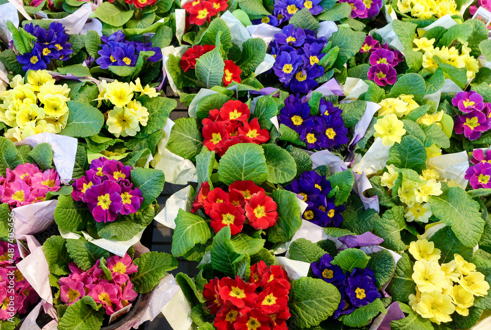 Colorful assortment of spring flowers with yellow star centers.