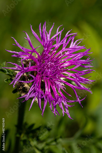 brown knapweed - Centaurea jacea - close up view of the blossom