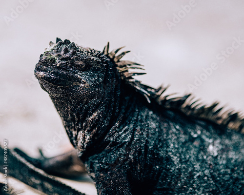 Close up of Galápagos marine iguana © _mishamartin