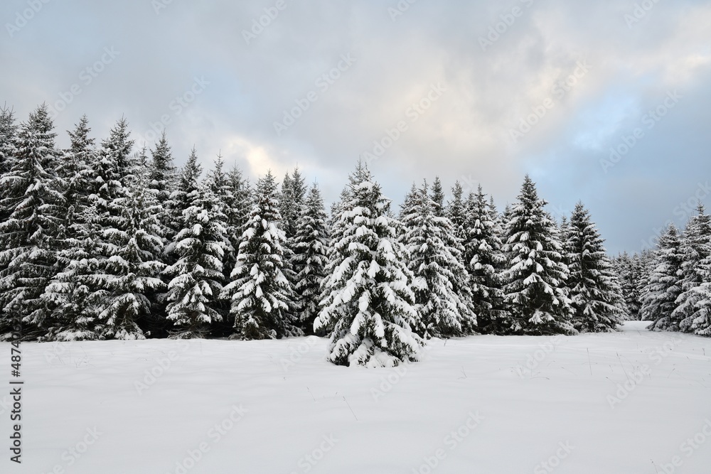 Snowy spruce trees in winter landscape Snowy spruce trees in winter landscape