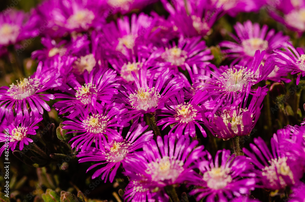 close up of a bunch of purple flowers close up of a bunch of purple flowers