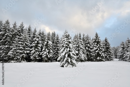 Snowy spruce trees in winter landscape