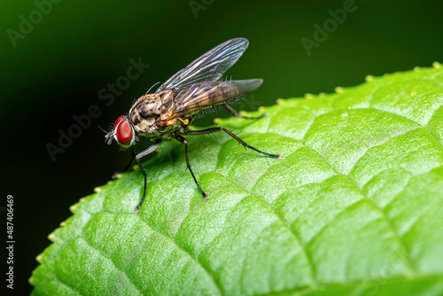 close-up view of a fly - very small details visible