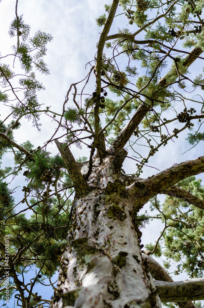 Fototapeta premium Pine tree with sky background