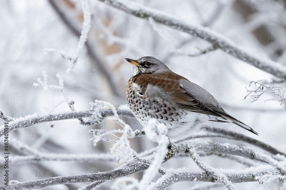 Obraz premium Fieldfare