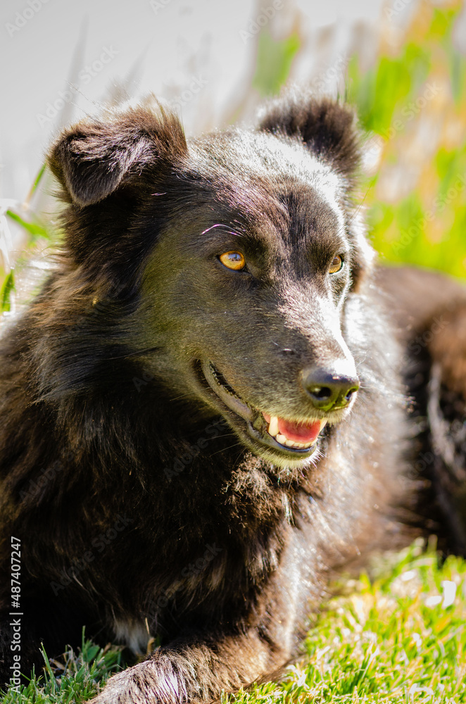 Fototapeta premium Portrait of a black dog