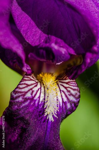 Fototapeta Naklejka Na Ścianę i Meble -  Close up of a purple and yellow flower