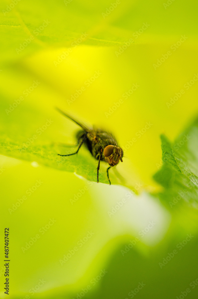 Close up of a fly on a leaf Close up of a fly on a leaf