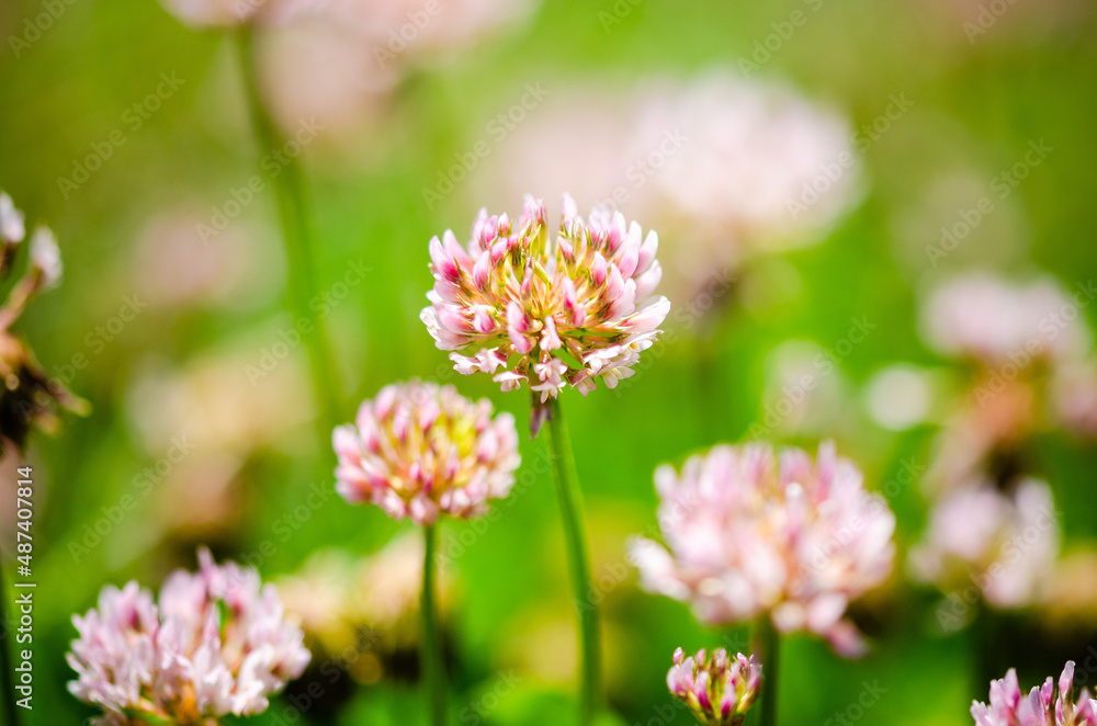 Close up of pink clover flowers Close up of pink clover flowers