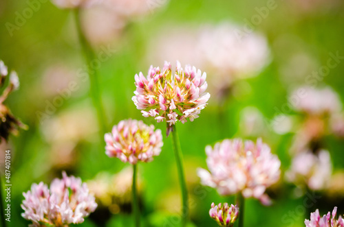 Close up of pink clover flowers