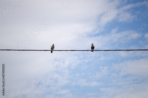 Two pigeons on a wire