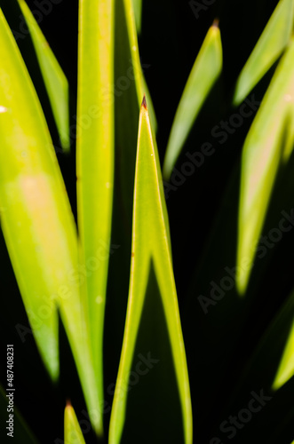 Fototapeta Naklejka Na Ścianę i Meble -  Close up of a backlit palm leaf 
