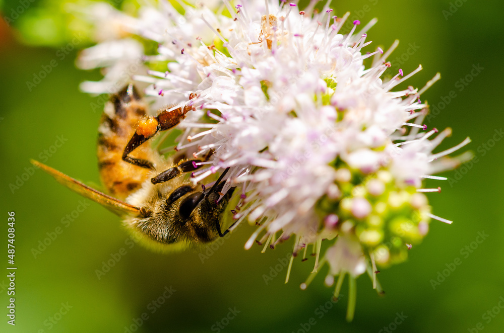 Fototapeta premium Close up of a bee on a flower