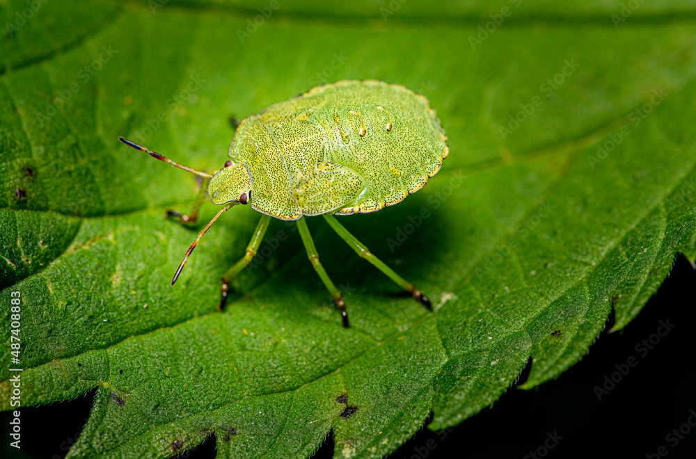 close up view of a green bug on a leaf close up view of a green bug on a leaf