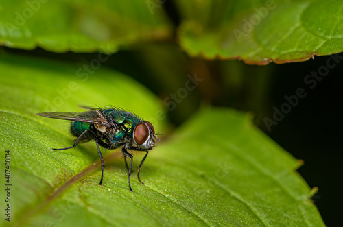 close-up view of a common greenbottle fly - Lucilia sericata  © Herbert