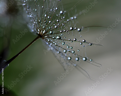 dandelion and a drop of water