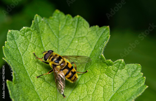 close up view of a hoverfly sitting on a green leaf. Example for macrophotography © Herbert