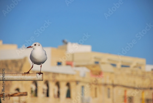Seagull on pipe
