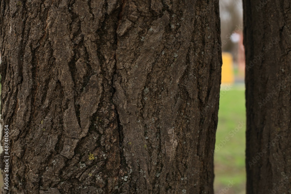 tree bark texture tree bark texture
