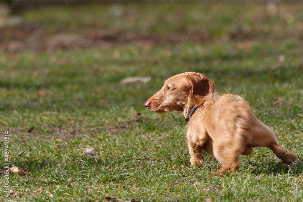 Cut brown dachshund dog playing outdoors