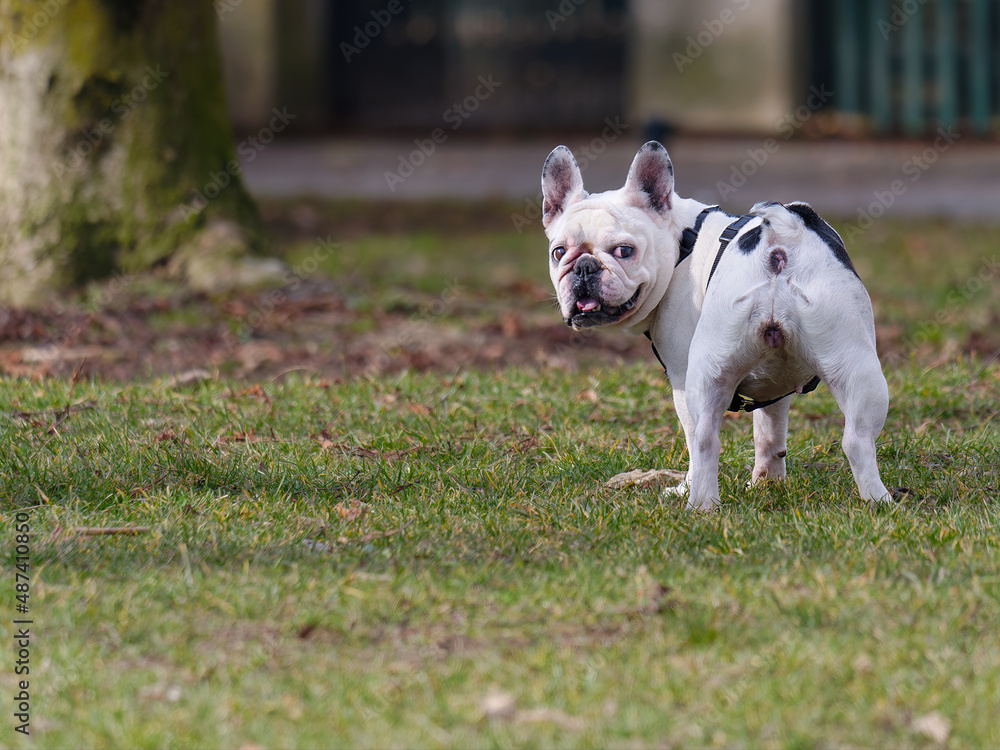 Cute French bulldog standing outdoors looking at the camera