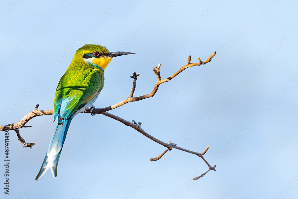 Fototapeta premium Swallow-tailed bee-eater (Merops hirundineus) perched on acacia tree, Okavango delta, Botswana
