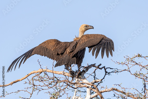 White-backed vulture (Gyps africanus) with open wings perched on a top of a tree, Kalahari desert, Botswana