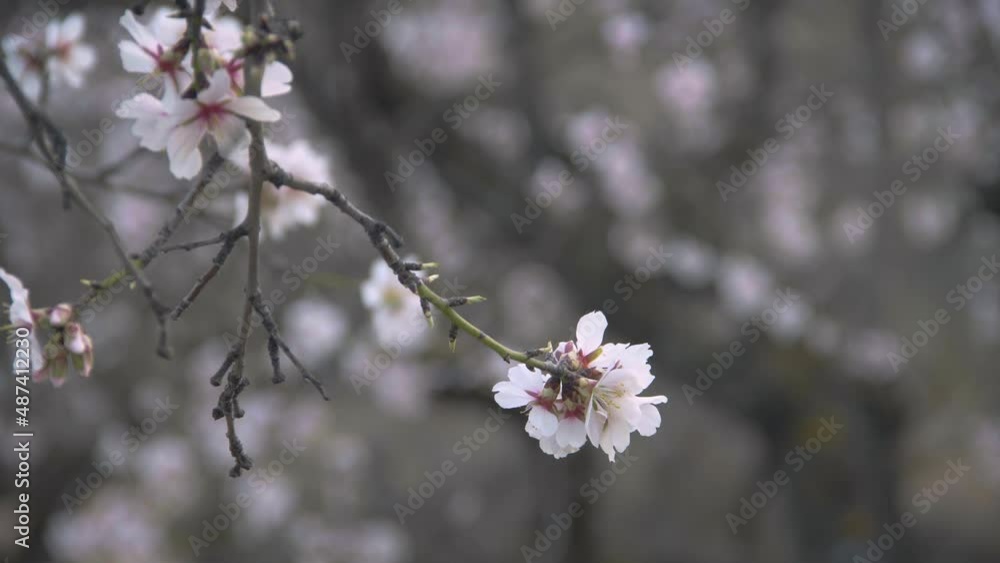 Flor de almendra