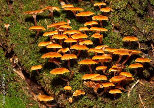 a group of small orange mushrooms on moss - changeable pholiota - Kuehneromyces mutabilis photo