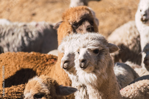 suri alpaca with white fiber grazing in the altiplano with green and yellow vegetation on a sunny day with clouds and blue sky in the andes mountain range photo