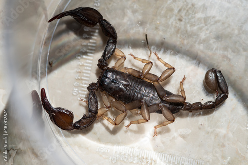 Skorpion in Glas mit größenskala