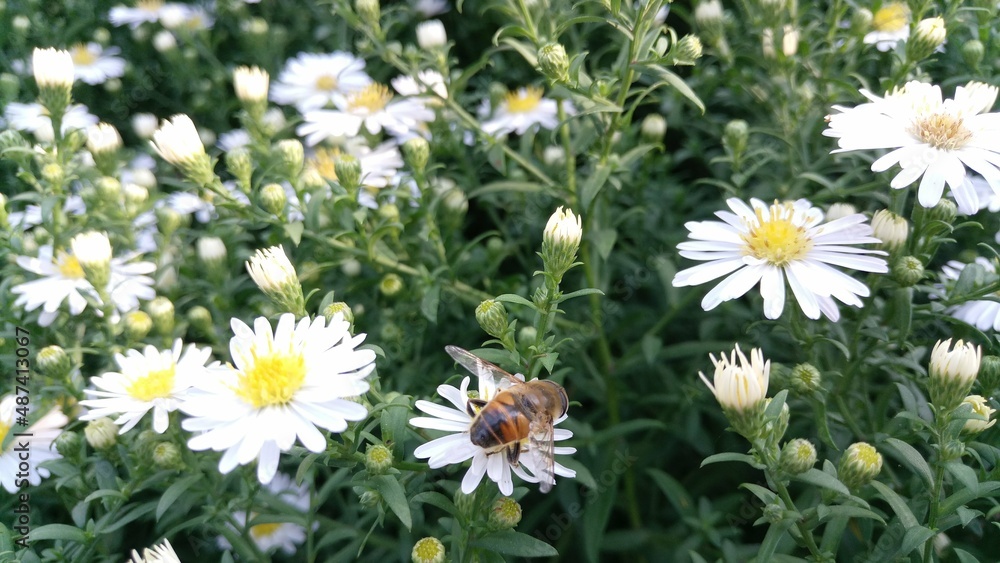 Cute daisies