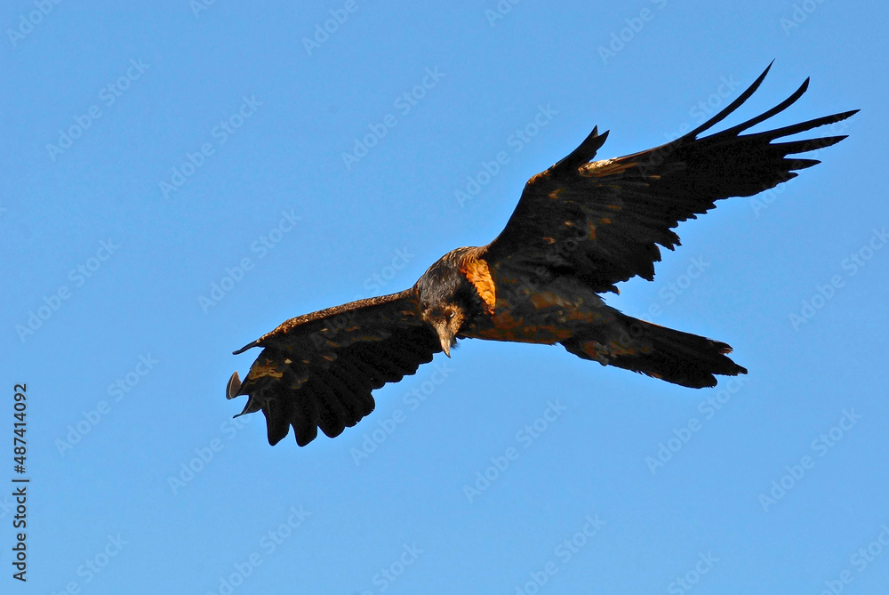 Naklejka premium bearded vulture in the Aragonese Pyrenees in Huesca. Spain